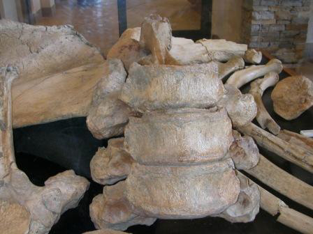 Mastodont Vertebrae